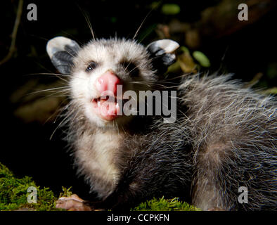 10. Oktober 2010 - Kellogg, Oregon, USA - In der Dunkelheit der Nacht, sitzt eine junge Wilde Opossum auf dem Zweig auf einem Apfelbaum in einem Obstgarten im ländlichen Douglas County in der Nähe von Kellogg.  Wächst auf etwa so groß wie eine große Hauskatze sind der Virginia-Opossums von Nordamerika allgemein als Opossums bezeichnet.  Beutelratten, whi Stockfoto