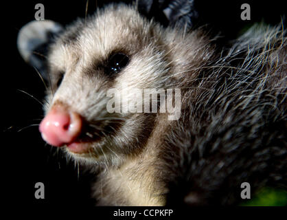 10. Oktober 2010 - Kellogg, Oregon, USA - In der Dunkelheit der Nacht, sitzt eine junge Wilde Opossum auf dem Zweig auf einem Apfelbaum in einem Obstgarten im ländlichen Douglas County in der Nähe von Kellogg.  Wächst auf etwa so groß wie eine große Hauskatze sind der Virginia-Opossums von Nordamerika allgemein als Opossums bezeichnet.  Beutelratten, whi Stockfoto