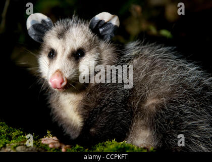 10. Oktober 2010 - Kellogg, Oregon, USA - In der Dunkelheit der Nacht, sitzt eine junge Wilde Opossum auf dem Zweig auf einem Apfelbaum in einem Obstgarten im ländlichen Douglas County in der Nähe von Kellogg.  Wächst auf etwa so groß wie eine große Hauskatze sind der Virginia-Opossums von Nordamerika allgemein als Opossums bezeichnet.  Beutelratten, whi Stockfoto