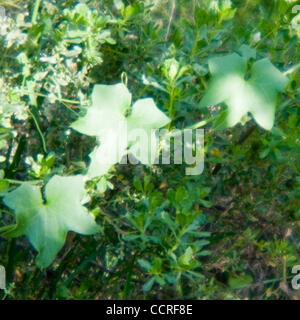 Los Osos, Kalifornien Bäume in Los Osos State Reserve in Los Osos, Kalifornien, Vereinigte Staaten von Amerika 2009 © David H. Wells / das Bild funktioniert (absichtlich begrenzt Fokus) Stockfoto