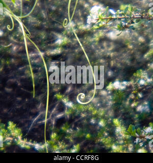 Los Osos, Kalifornien Bäume in Los Osos State Reserve in Los Osos, Kalifornien, Vereinigte Staaten von Amerika 2009 © David H. Wells / das Bild funktioniert (absichtlich begrenzt Fokus) Stockfoto