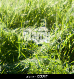 Los Osos, Californi Grass in Los Osos State Reserve in Los Osos, Kalifornien, Vereinigte Staaten von Amerika 2009 © David H. Wells / das Bild funktioniert Stockfoto