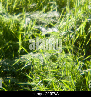 Los Osos, Californi Grass in Los Osos State Reserve in Los Osos, Kalifornien, Vereinigte Staaten von Amerika 2009 © David H. Wells / das Bild funktioniert Stockfoto