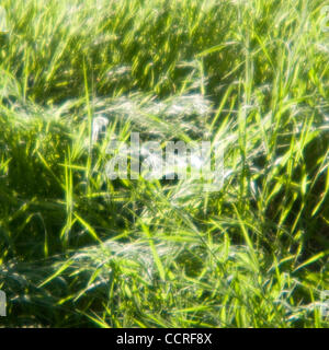 Los Osos, Californi Grass in Los Osos State Reserve in Los Osos, Kalifornien, Vereinigte Staaten von Amerika 2009 © David H. Wells / das Bild funktioniert Stockfoto