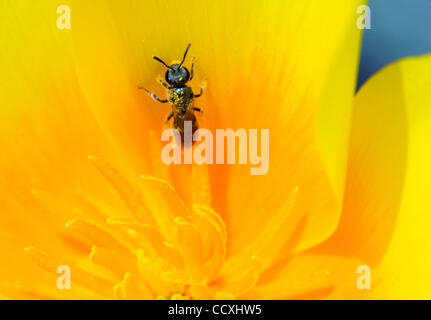 14. April 2010 klettert - Glide, Oregon, USA - A kleine Biene in einer wilden Mohn Blume wächst in der Nähe von Glide, Oregon. (Kredit-Bild: © Robin Loznak/ZUMA Press) Stockfoto