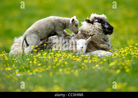 14. April 2010 - Glide, Oregon, USA - entspannen ein Mutterschaf und ihre Lämmer in einer ländlichen Weide in der Nähe von Glide, Oregon. (Kredit-Bild: © Robin Loznak/ZUMA Press) Stockfoto