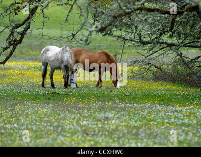 14. April 2010 - Glide, Oregon, USA - zwei Pferde füttern in einer ländlichen Weide in der Nähe von Glide, Oregon. (Kredit-Bild: © Robin Loznak/ZUMA Press) Stockfoto