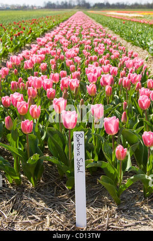 Eine Farm von obersten niederländischen Tulpe Züchter, Jan Ligthart, erstellt eine Tulpe und beschlossen, es nach polnischen First Lady Maria Kaczyńska benennen im Bild mit berühmten Blumenmarkt. Zum ersten Mal wurde ein Pole so geehrt. Sie erhalten die Tulpe am 24. April, während einer Feierstunde in der Residenz des Stockfoto