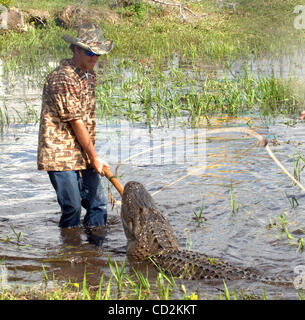 7. März 2008 - Everglades, Florida, versucht USA - A Alligator Ringer sein Bestes, ein sehr großer Alligator zu kontrollieren, während er im Rahmen des 6. jährlichen Langerado Music Festival durchführt.  Das viertägige Festival zieht mehr als 25 000 Musikfans eine Vielfalt des Künstlers auf 5 Bühnen auf dem Boden zu sehen Stockfoto