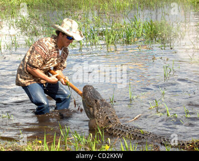 7. März 2008 - Everglades, Florida, versucht USA - A Alligator Ringer sein Bestes, ein sehr großer Alligator zu kontrollieren, während er im Rahmen des 6. jährlichen Langerado Music Festival durchführt.  Das viertägige Festival zieht mehr als 25 000 Musikfans eine Vielfalt des Künstlers auf 5 Bühnen auf dem Boden zu sehen Stockfoto