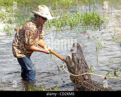 7. März 2008 - Everglades, Florida, versucht USA - A Alligator Ringer sein Bestes, ein sehr großer Alligator zu kontrollieren, während er im Rahmen des 6. jährlichen Langerado Music Festival durchführt.  Das viertägige Festival zieht mehr als 25 000 Musikfans eine Vielfalt des Künstlers auf 5 Bühnen auf dem Boden zu sehen Stockfoto