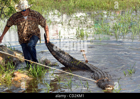 7. März 2008 - Everglades, Florida, versucht USA - A Alligator Ringer sein Bestes, ein sehr großer Alligator zu kontrollieren, während er im Rahmen des 6. jährlichen Langerado Music Festival durchführt.  Das viertägige Festival zieht mehr als 25 000 Musikfans eine Vielfalt des Künstlers auf 5 Bühnen auf dem Boden zu sehen Stockfoto