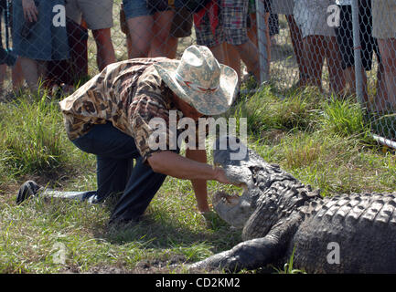 7. März 2008 - Everglades, Florida, versucht USA - A Alligator Ringer sein Bestes, ein sehr großer Alligator zu kontrollieren, während er im Rahmen des 6. jährlichen Langerado Music Festival durchführt.  Das viertägige Festival zieht mehr als 25 000 Musikfans eine Vielfalt des Künstlers auf 5 Bühnen auf dem Boden zu sehen Stockfoto