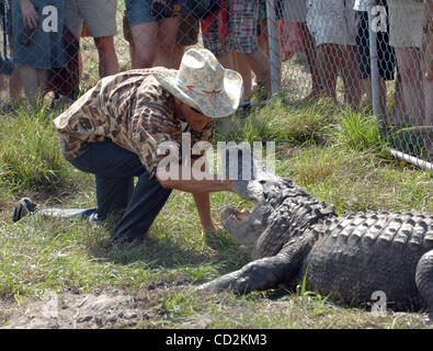 7. März 2008 - Everglades, Florida, versucht USA - A Alligator Ringer sein Bestes, ein sehr großer Alligator zu kontrollieren, während er im Rahmen des 6. jährlichen Langerado Music Festival durchführt.  Das viertägige Festival zieht mehr als 25 000 Musikfans eine Vielfalt des Künstlers auf 5 Bühnen auf dem Boden zu sehen Stockfoto