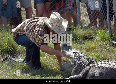 7. März 2008 - Everglades, Florida, versucht USA - A Alligator Ringer sein Bestes, ein sehr großer Alligator zu kontrollieren, während er im Rahmen des 6. jährlichen Langerado Music Festival durchführt.  Das viertägige Festival zieht mehr als 25 000 Musikfans eine Vielfalt des Künstlers auf 5 Bühnen auf dem Boden zu sehen Stockfoto