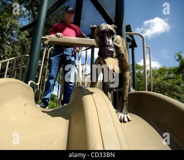 7. April 2008 - Palm City, Florida, USA - David Herz von Palm City, lehrt seine Dogge Samantha, 10 Monate, das Vertrauen von ihr auf den Spielgeräten Jock Leighton Park Montag steigen zu lassen. Samantha hat ihren eigenen Couch in Herz Haus.  (Kredit-Bild: © Meghan McCarthy/Palm Beach Post/ZUMA P Stockfoto