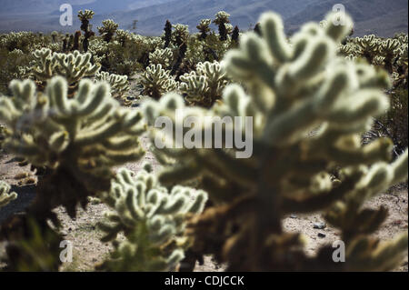 23. Februar 2011 wachsen - Joshua Tree National Park, Kalifornien, USA - Cholla Kakteen (Opuntia Bigelovii) in der Cholla Cactus Garden in der Pinto Basin in der Wüste Sonora (Colorado). Die Pflanze ist berüchtigt für seine Stacheln bedeckt mit winzigen, Stacheldraht Haken. Die Stacheln dringen leicht Haut und Fleisch und ar Stockfoto