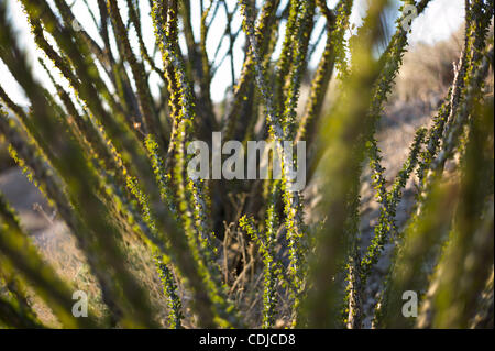 23. Februar 2011 wachsen - Joshua Tree National Park, Kalifornien, USA - Ocotillo Bäume (Fouquieria Splendens) neben dem Naturlehrpfad verloren-Palmen-Oase in der Wüste Sonora (Colorado) in der Nähe von Cottonwood Springs... (Kredit-Bild: © Jakob Michael Berr/ZUMAPRESS.com) Stockfoto