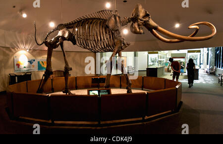 9. März 2011 - Los Angeles, Kalifornien, USA - A kolumbianischen Mammut, Mammuthus Columbi, auf dem Display an der Page-Museum.  Aushubarbeiten wird derzeit auf "Projekt 23," einen großen Cache vor kurzem ausgegraben fossile Knochen erholt aus den La Brea Tar Pits, einschließlich der Säbel-Toot durchgeführt Stockfoto