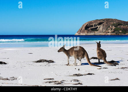 26. März 2011 - Esperance, Western Australia, Australien - sitzen zwei graue Kängurus am Strand von Lucky Bay in Cape Le Grand Nationalpark außerhalb von Esperance.  Die Strände im Westen Australiens Südküste gelten einige der den weißesten Sand in ganz Australien und ihre relative sec Stockfoto