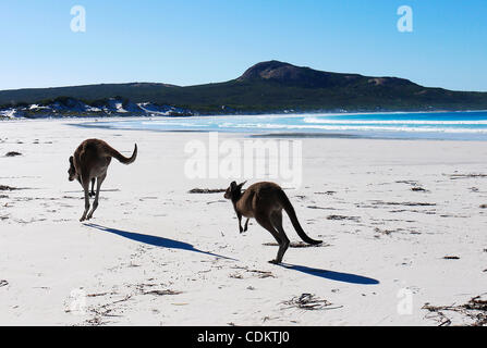 26. März 2011 - Esperance, Western Australia, Australien - zwei graue Kängurus Hop unten am Strand im Lucky Bay in Cape Le Grand Nationalpark außerhalb von Esperance.  Die Strände im Westen Australiens Südküste gelten einige der den weißesten Sand in ganz Australien und ihre relative s Stockfoto