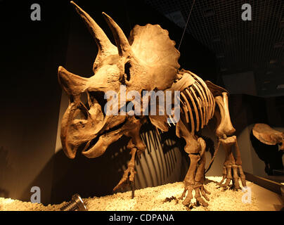 2. Juli 2011 - Tokyo, Japan - A Triceratops Skelett auf dem Display während der Dinosaurier Expo 2011 im National Science Museum in Tokio, Japan. (Kredit-Bild: © Koichi Kamoshida/Jana Press/ZUMAPRESS.com) Stockfoto