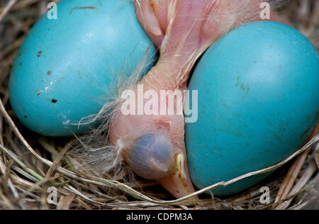 2. Juni 2011 - Roseburg, Oregon, USA - legt eine American Robin frisch geschlüpften Küken in ihrem Nest mit mehr unhatched Ei in einem Park in der Nähe von Roseburg.  Kleine Risse in den zwei verbleibenden Eiern gesehen werden konnte und die Küken im Inneren wurden bald auch schlüpfen. (Bild Kredit: Robin Loznak/ZUMAPRESS.com ©) Stockfoto