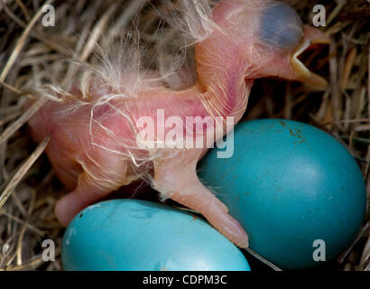 2. Juni 2011 - Roseburg, Oregon, USA - legt eine American Robin frisch geschlüpften Küken in ihrem Nest mit mehr unhatched Ei in einem Park in der Nähe von Roseburg.  Kleine Risse in den zwei verbleibenden Eiern gesehen werden konnte und die Küken im Inneren wurden bald auch schlüpfen. (Bild Kredit: Robin Loznak/ZUMAPRESS.com ©) Stockfoto