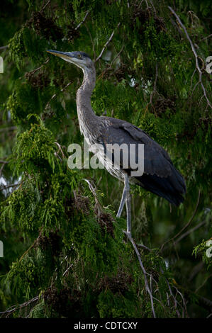 24. Juni 2011 landet auf dem Ast einer Tanne im Bereich der sein Nest auf eine andere Tanne hinter Hillsboro Public Library in Hillsboro, Oregon - Hillsboro, Oregon, USA - A juvenile Great Blue Heron.  Der Reiher ist einer der drei Küken im Nest.  Im Rahmen des flügge-Prozesses, der c Stockfoto