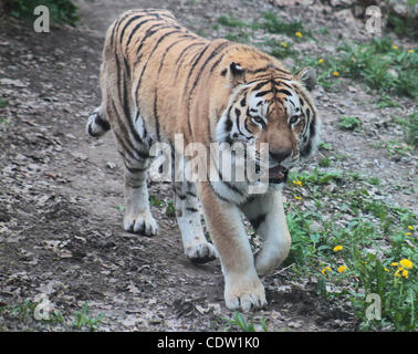 7. Mai 2011 - Syracuse, New York, USA - der Amur-Tiger (auch bekannt als der sibirische Tiger) bei Rosamond Gifford Zoo in Syracuse, New York. (Kredit-Bild: © Kamal Sellehuddin/ZUMAPRESS.com) Stockfoto