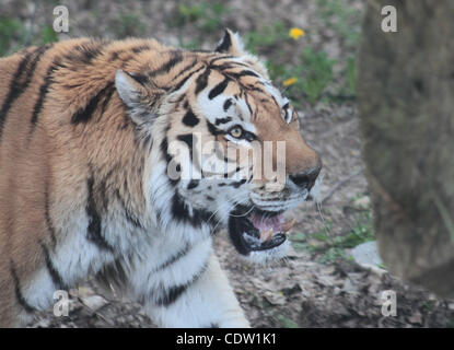 7. Mai 2011 - Syracuse, New York, USA - der Amur-Tiger (auch bekannt als der sibirische Tiger) bei Rosamond Gifford Zoo in Syracuse, New York. (Kredit-Bild: © Kamal Sellehuddin/ZUMAPRESS.com) Stockfoto