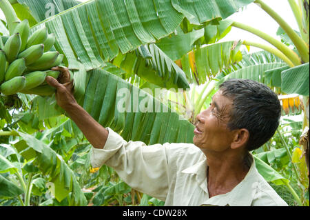 19. Mai 2011 - Beute Anse (Dorf, Kampon Speu (Provinz, Kambodscha - 19. Mai 2011, Beute Anse, Kambodscha - ein Bauer inspiziert seine Familienfarm, die er jetzt als Modell für andere Bauern auf verbesserte landwirtschaftliche Techniken und Praktiken er durch landwirtschaftliche Schulungen verwendet lernte, unterstützt durch eine Stockfoto