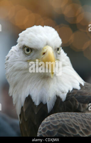 11. November 2011 - statt New York, New York, USA - 92-jährigen Jubiläum von der Veterans-Day-Parade in N.Y.C. Teilnehmer zu Fuß bis 5th Avenue entlang der Paradestrecke Â © 11 / 11/11 (Credit-Bild: © Bruce Cotler/Globe Photos/ZUMAPRESS.com) Stockfoto