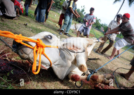 6. November 2011 - Depok, West-Java, Indonesien - indonesische Muslime Schlachten Ziegen und Kühe inmitten rezitieren von gebeten an Al Musabbihuun Moschee während der Feier des Eid al-Adha, das Opferfest in Depok, West-Java. Des Islams zweitgrößte jährlichen Festival wird von Muslimen weltweit gefeiert. Stockfoto