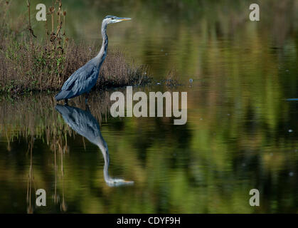 21. September 2011 - Roseburg, Oregon, USA - jagt ein Great Blue Heron für Fische in einem Teich in der Nähe von Roseburg. Das Great Blue Heron ist über fast ganz Nordamerika und in Südamerika gefunden. (Bild Kredit: Robin Loznak/ZUMAPRESS.com ©) Stockfoto