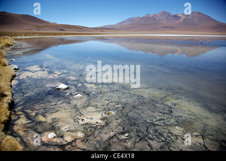 Anden Flamingos auf einer hoch gelegenen Lagune nahe Bolivien Salar de Uyuni, Wohnungen der weltweit größten Salz. Stockfoto