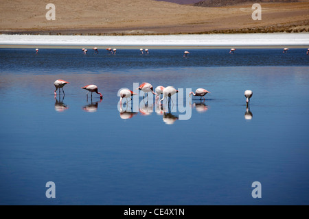 Anden Flamingos auf einer hoch gelegenen Lagune nahe Bolivien Salar de Uyuni, Wohnungen der weltweit größten Salz. Stockfoto