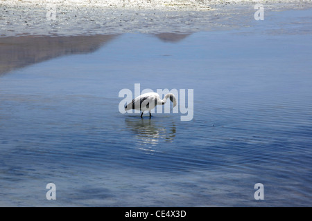 Anden Flamingos auf einer hoch gelegenen Lagune nahe Bolivien Salar de Uyuni, Wohnungen der weltweit größten Salz. Stockfoto