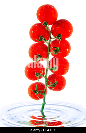 Zweig der Tomate in der Wasser-Nahaufnahme isoliert auf weißem Hintergrund Stockfoto
