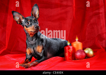 Zwergpinscher. Thema Weihnachten Stockfoto