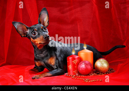 Zwergpinscher. Thema Weihnachten Stockfoto