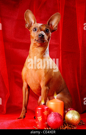 Zwergpinscher. Thema Weihnachten Stockfoto