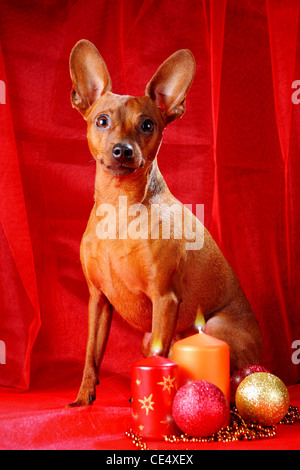 Zwergpinscher. Thema Weihnachten Stockfoto