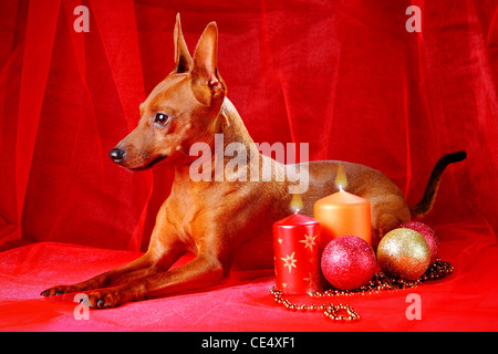 Zwergpinscher. Thema Weihnachten Stockfoto