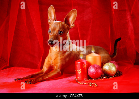 Zwergpinscher. Thema Weihnachten Stockfoto