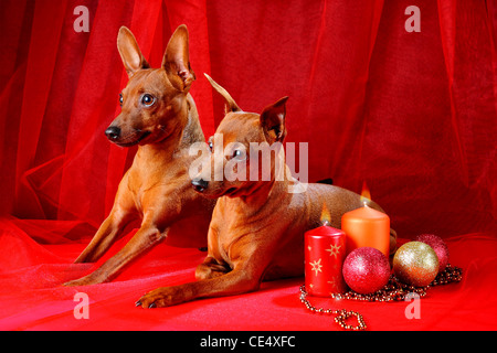 Zwergpinscher. Thema Weihnachten Stockfoto