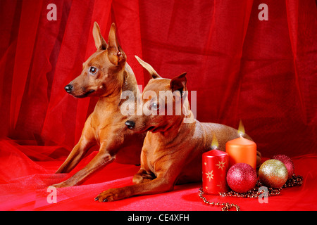 Zwergpinscher. Thema Weihnachten Stockfoto