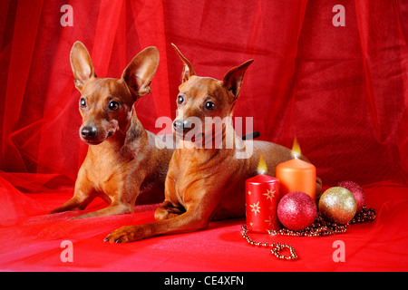 Zwergpinscher. Thema Weihnachten Stockfoto