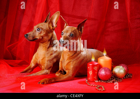 Zwergpinscher. Thema Weihnachten Stockfoto