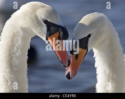 Schwanenpaar Stockfoto